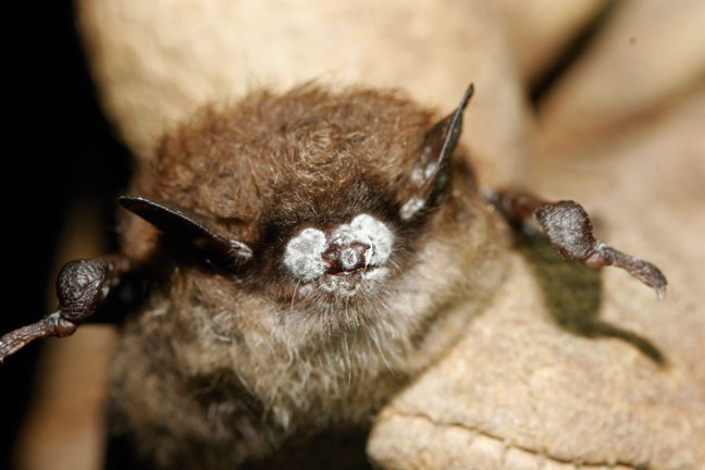 Chauve-souris