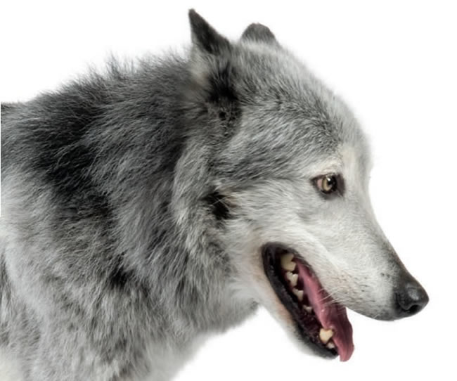 Loup