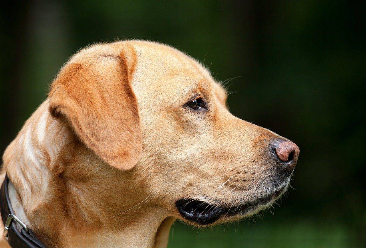 Chien labrador